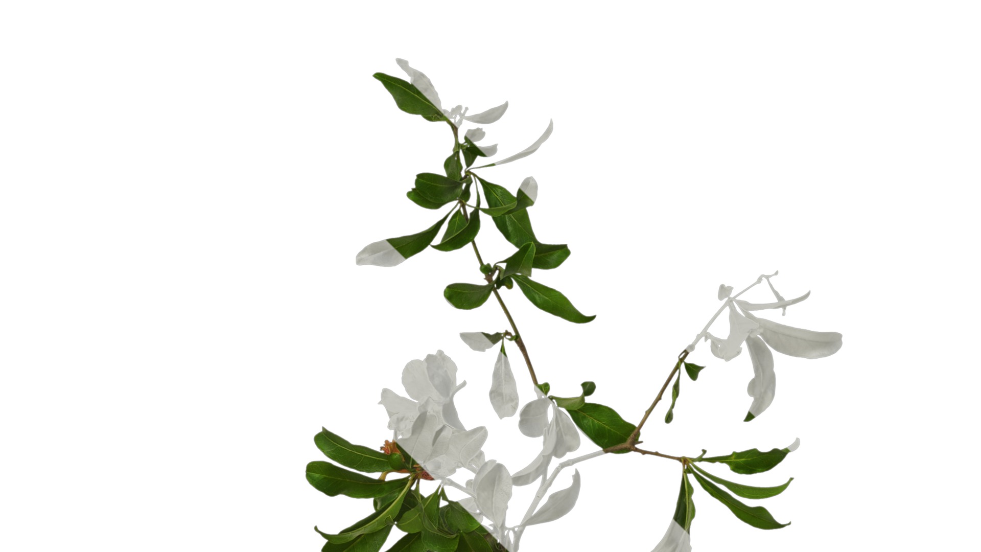 Punica granatum Low-poly 3D model_61