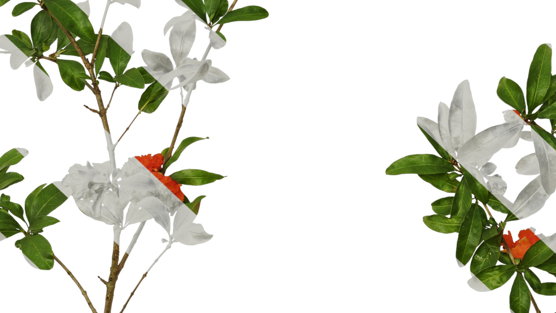 Punica granatum Low-poly 3D model_92