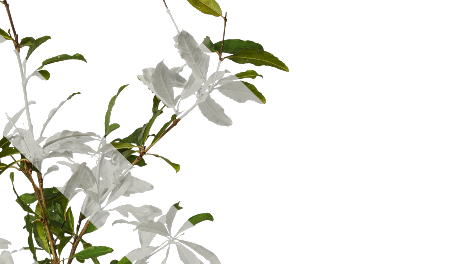 Punica granatum Low-poly 3D model_55