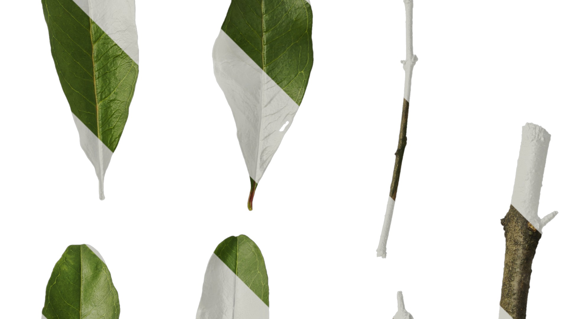 Punica granatum Low-poly 3D model_135