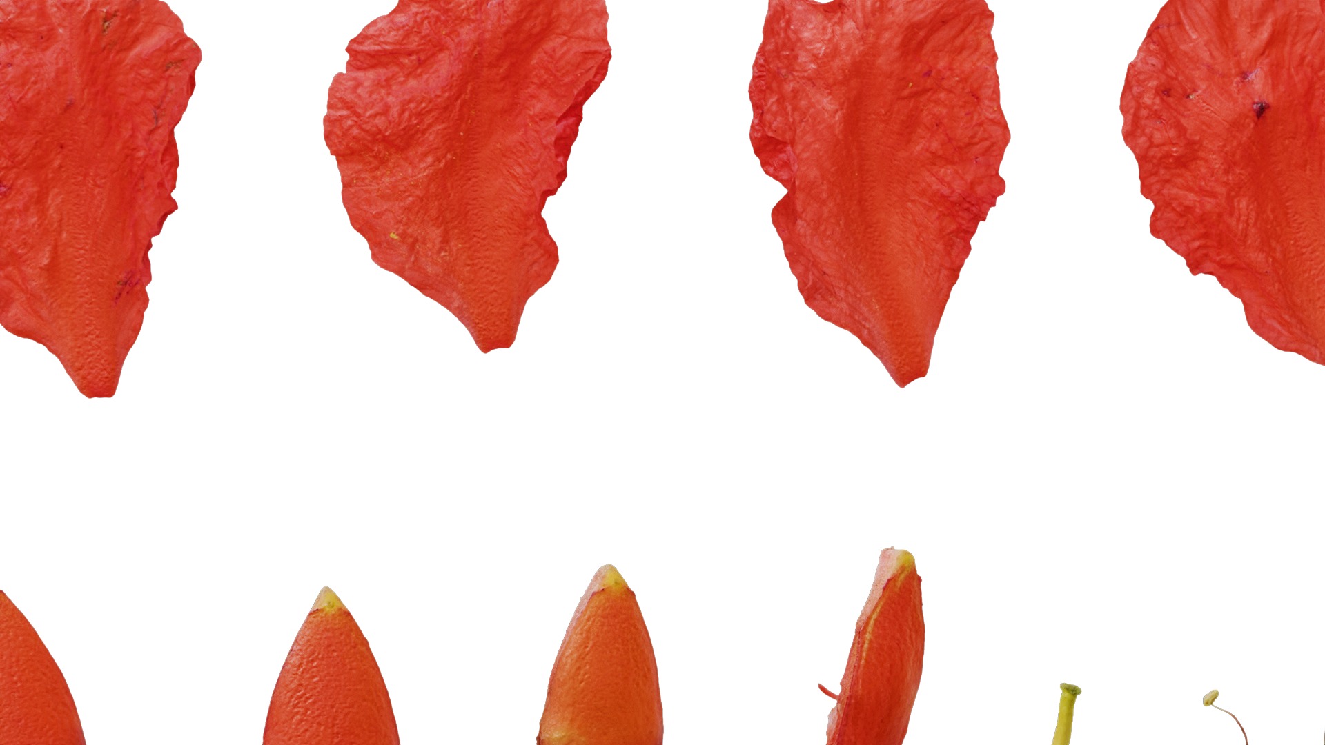 Punica granatum Low-poly 3D model_109