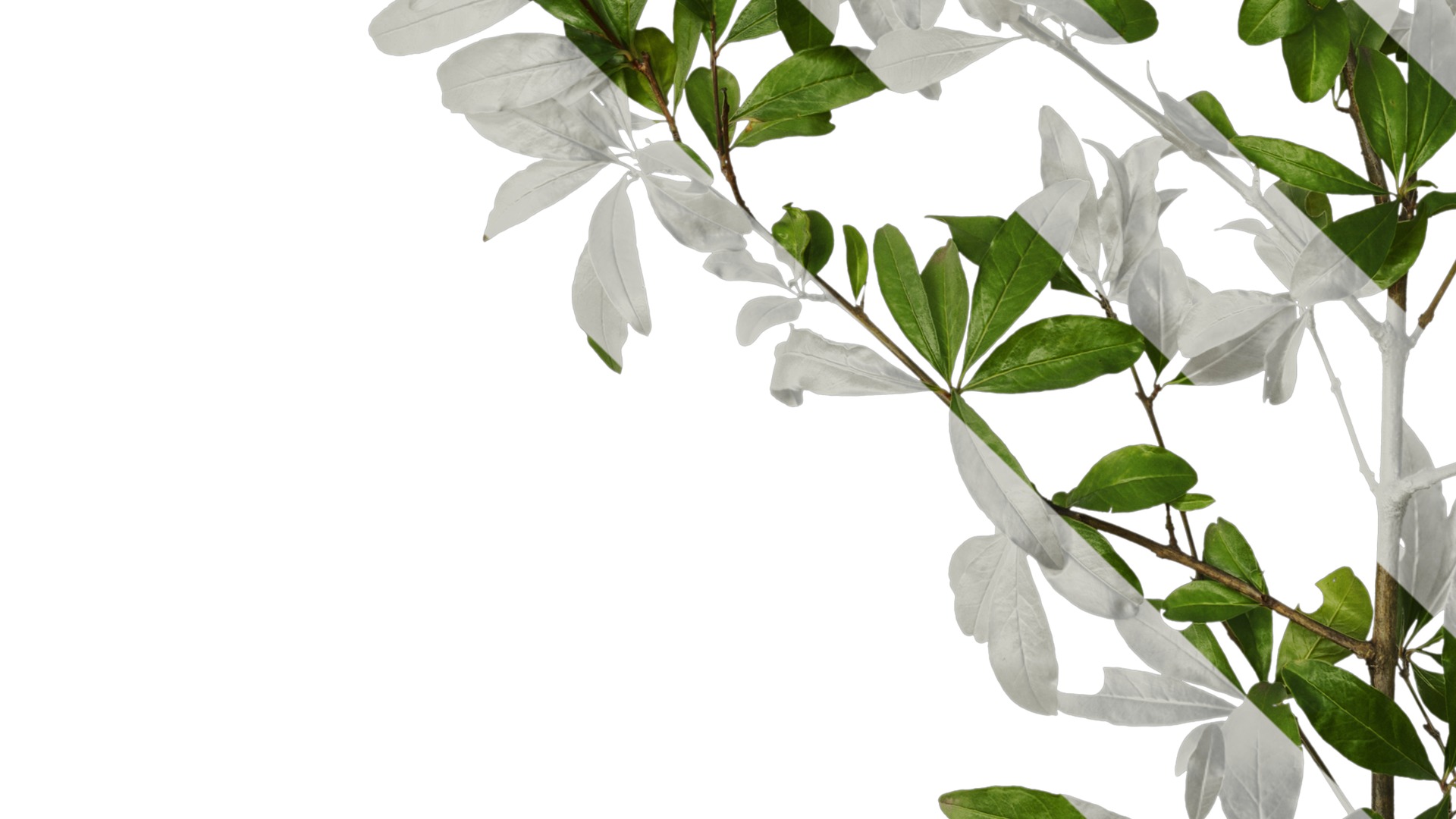 Punica granatum Low-poly 3D model_51