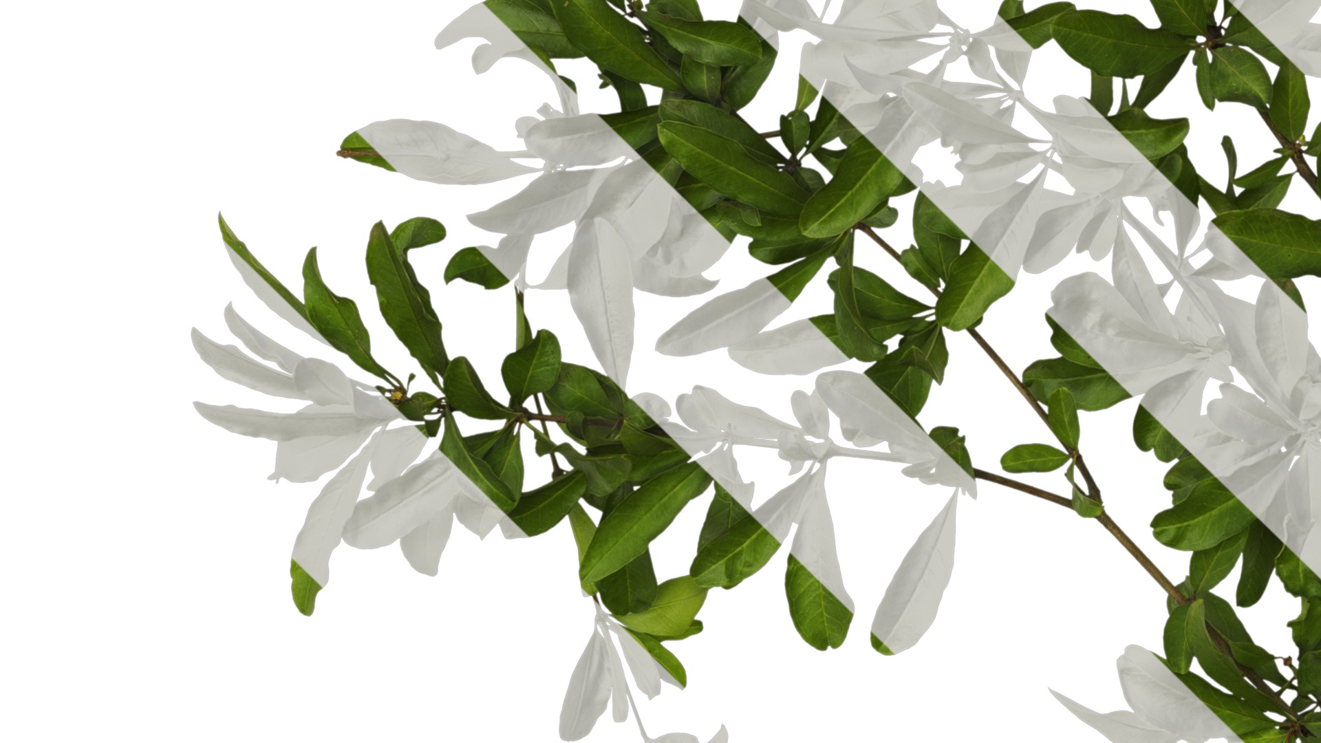 Punica granatum Low-poly 3D model_32