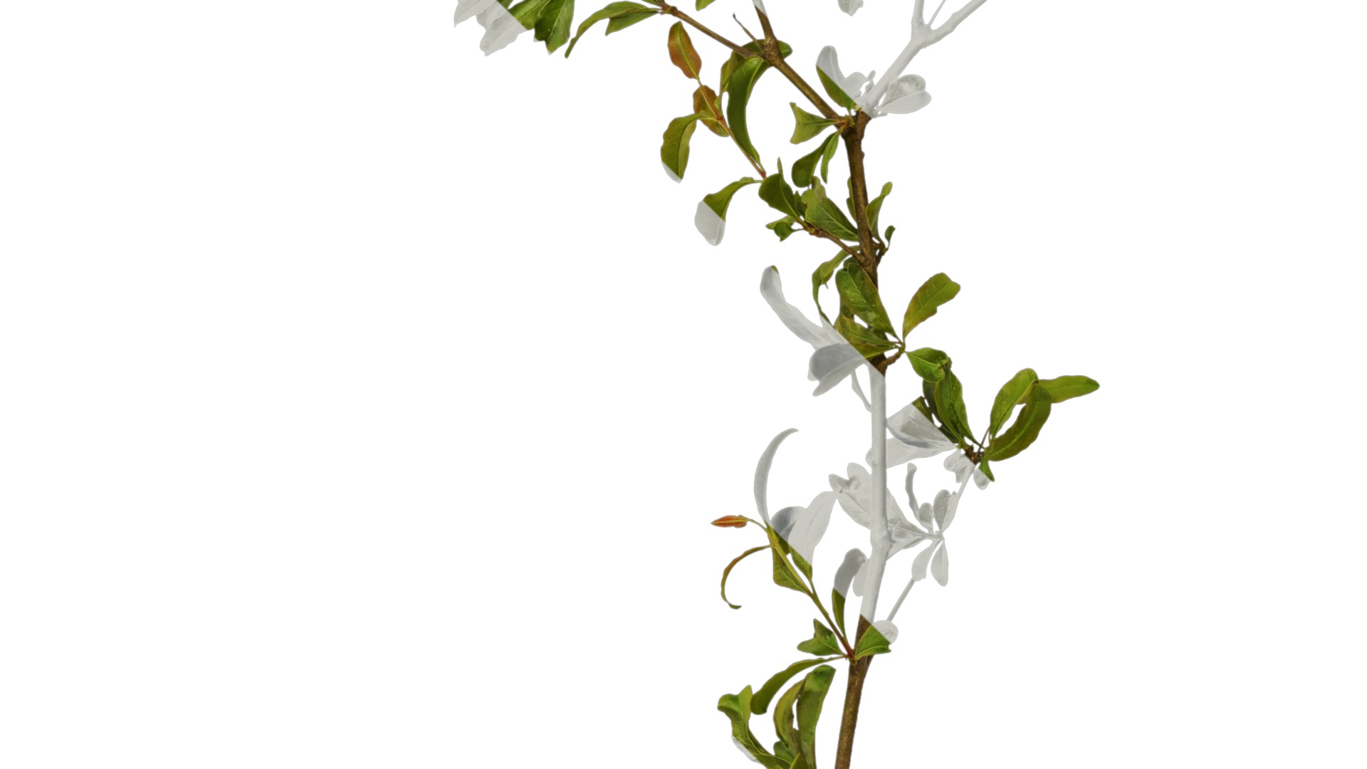 Punica granatum Low-poly 3D model_11