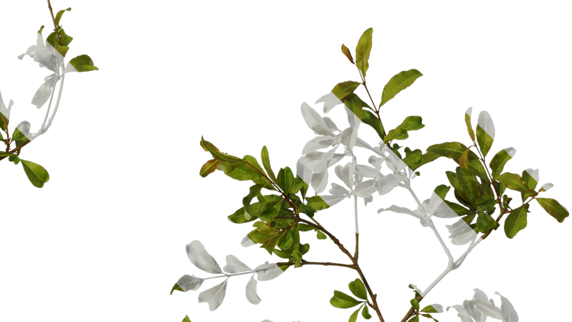 Punica granatum Low-poly 3D model_10