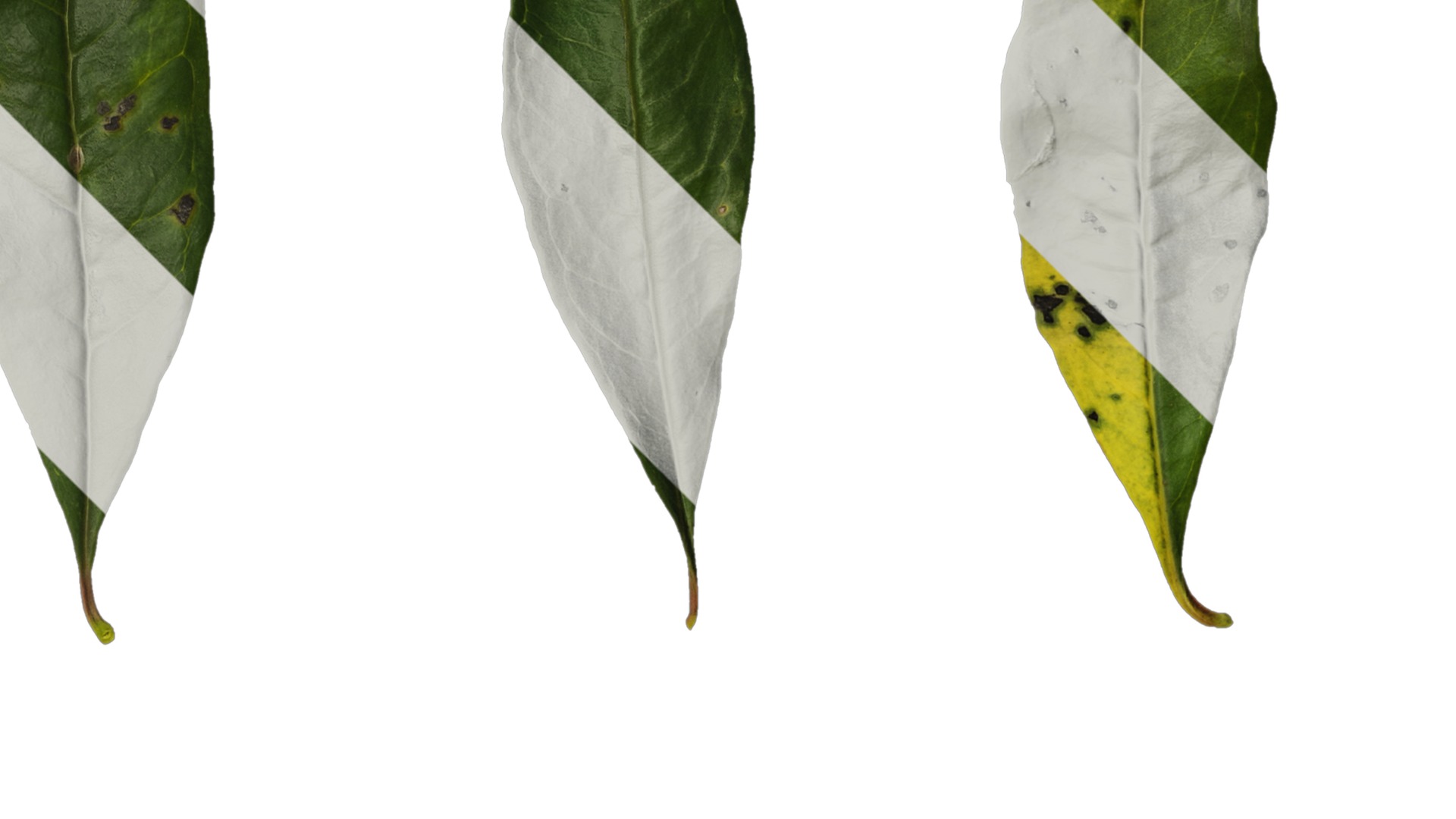 Punica granatum Low-poly 3D model_126