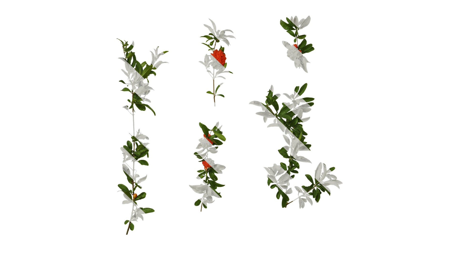 Punica granatum Low-poly 3D model_73