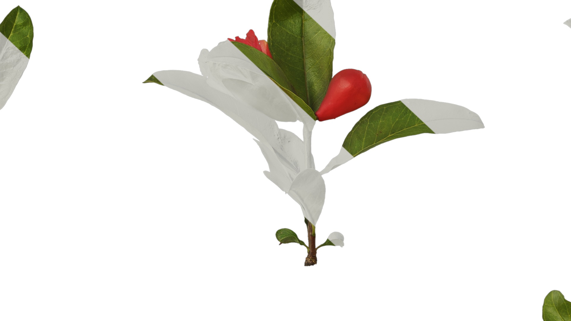 Punica granatum Low-poly 3D model_46