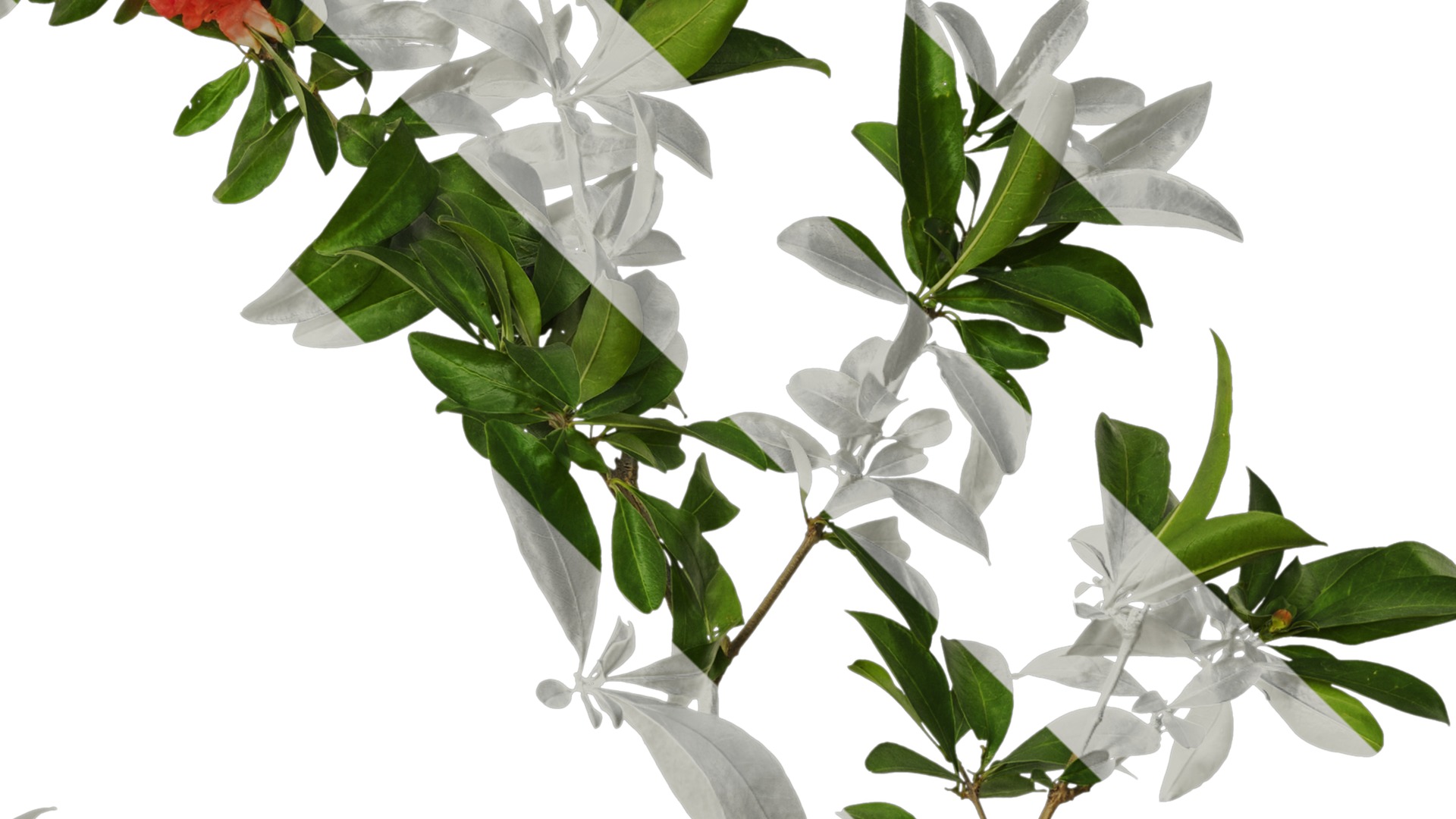 Punica granatum Low-poly 3D model_96