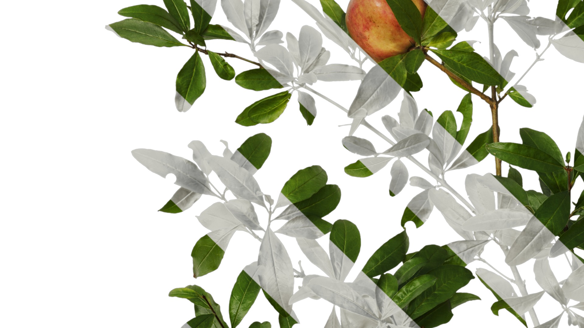 Punica granatum Low-poly 3D model_49