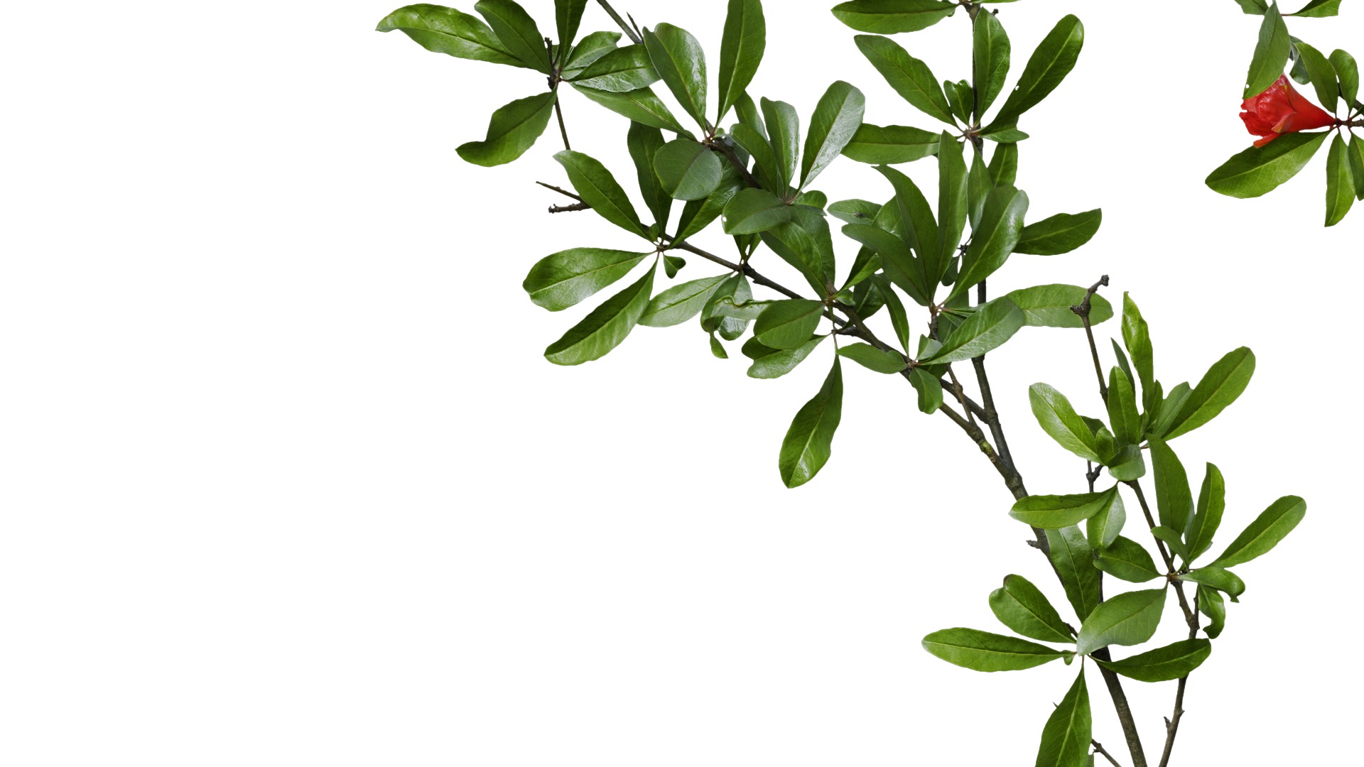 Punica granatum Low-poly 3D model_21