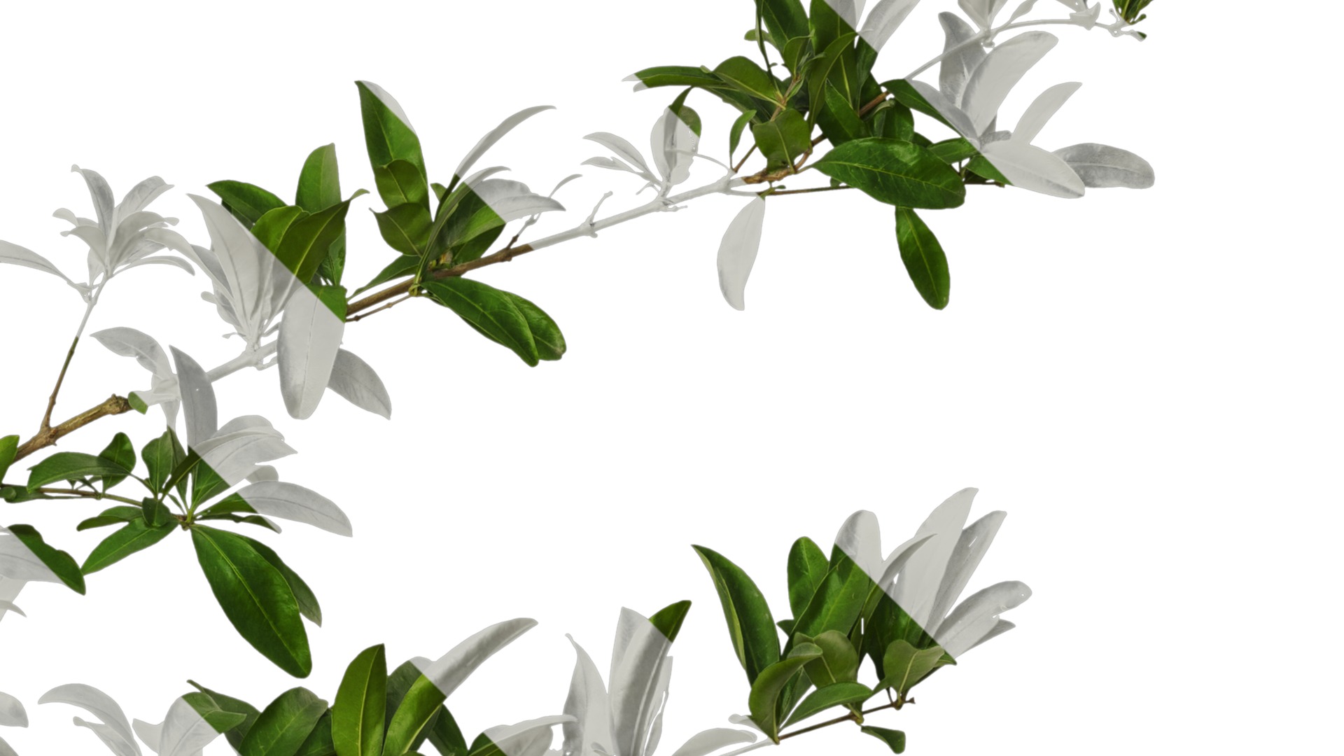 Punica granatum Low-poly 3D model_83