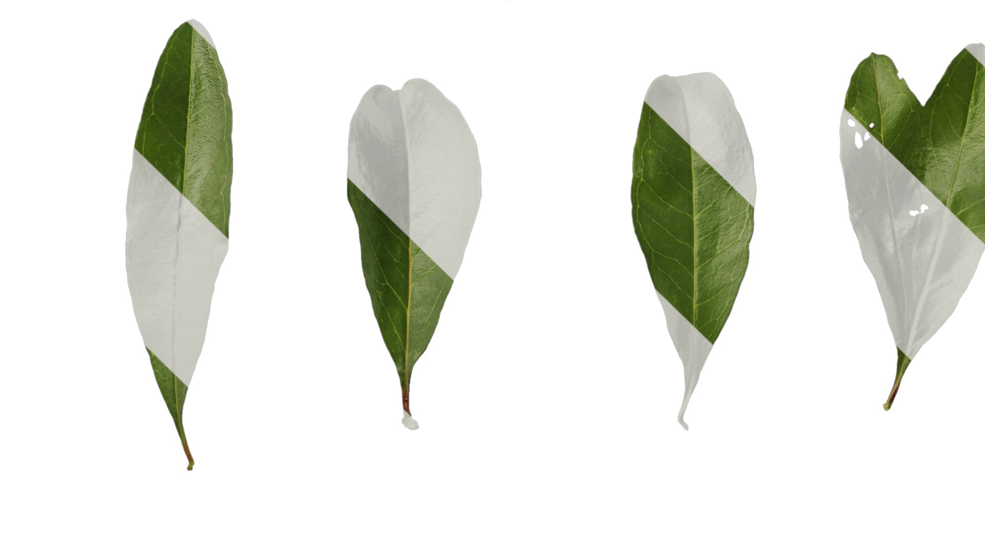 Punica granatum Low-poly 3D model_138