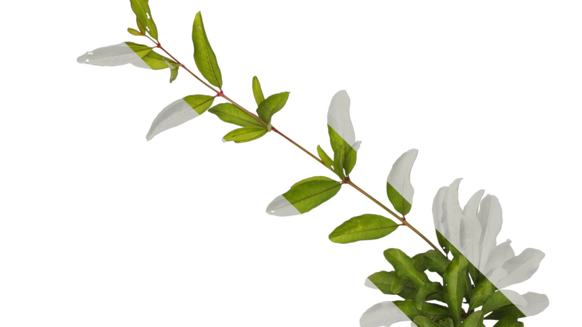 Punica granatum Low-poly 3D model_29