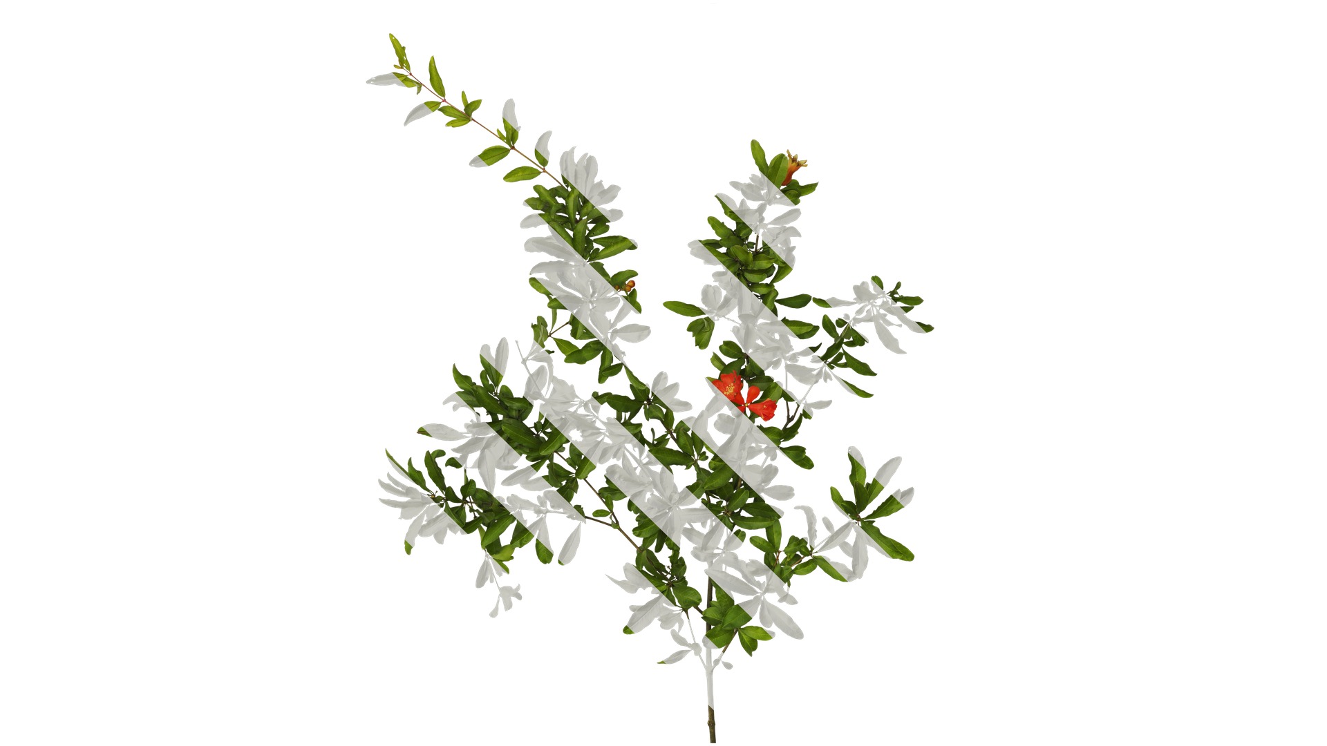 Punica granatum Low-poly 3D model_28