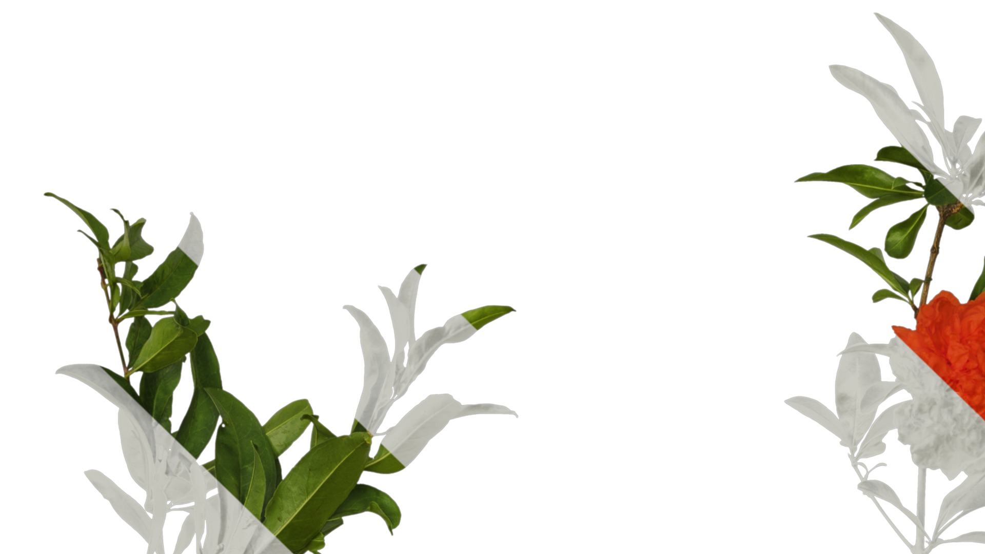 Punica granatum Low-poly 3D model_74