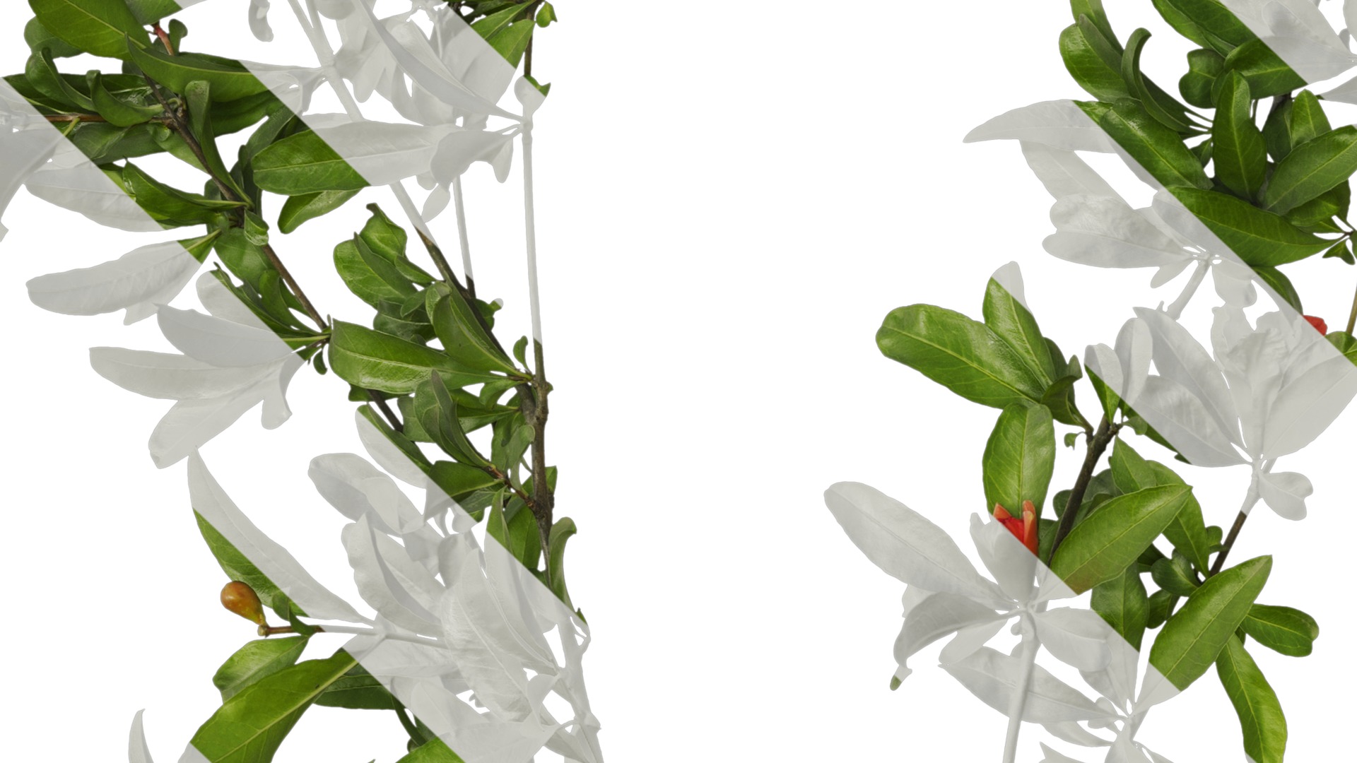 Punica granatum Low-poly 3D model_20