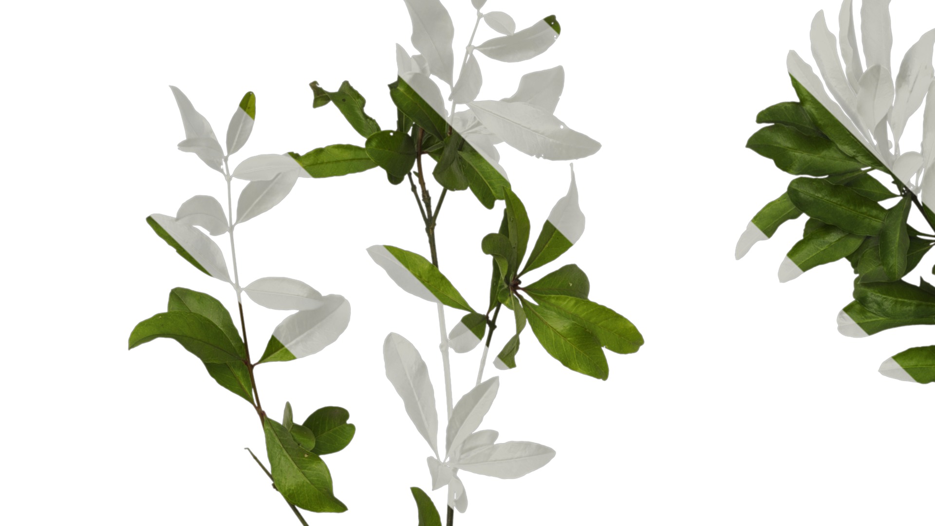 Punica granatum Low-poly 3D model_36