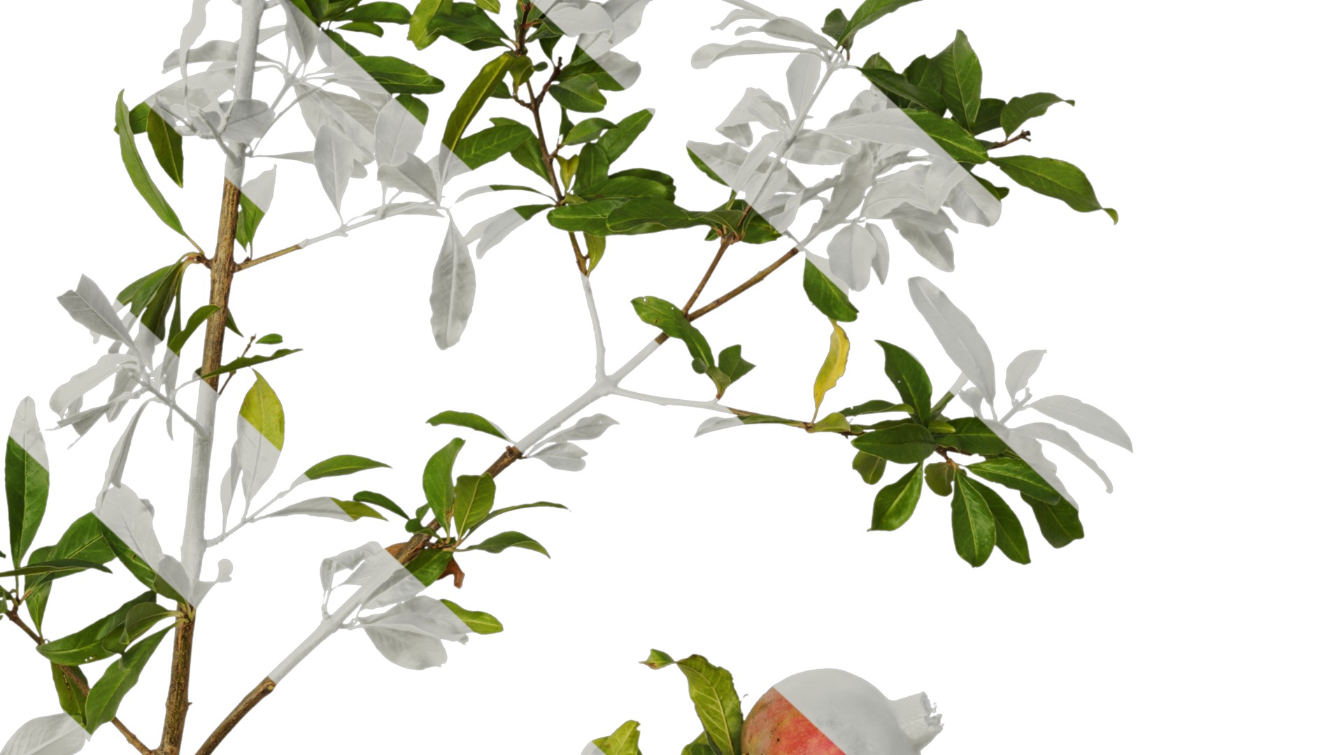 Punica granatum Low-poly 3D model_58