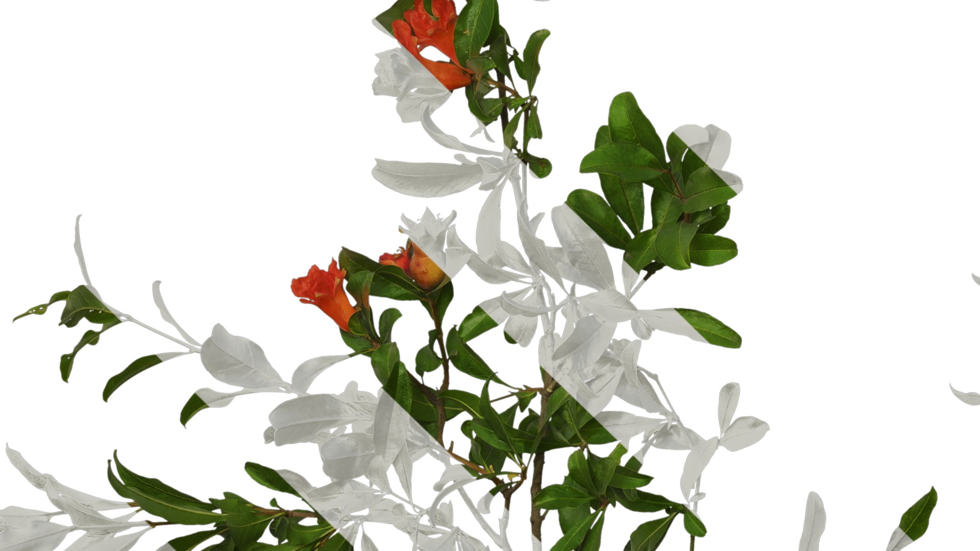 Punica granatum Low-poly 3D model_63