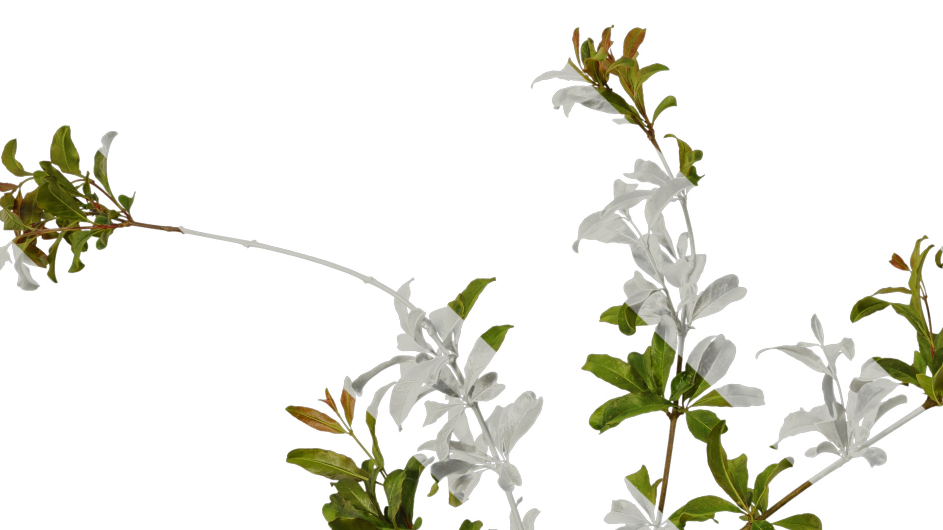 Punica granatum Low-poly 3D model_9