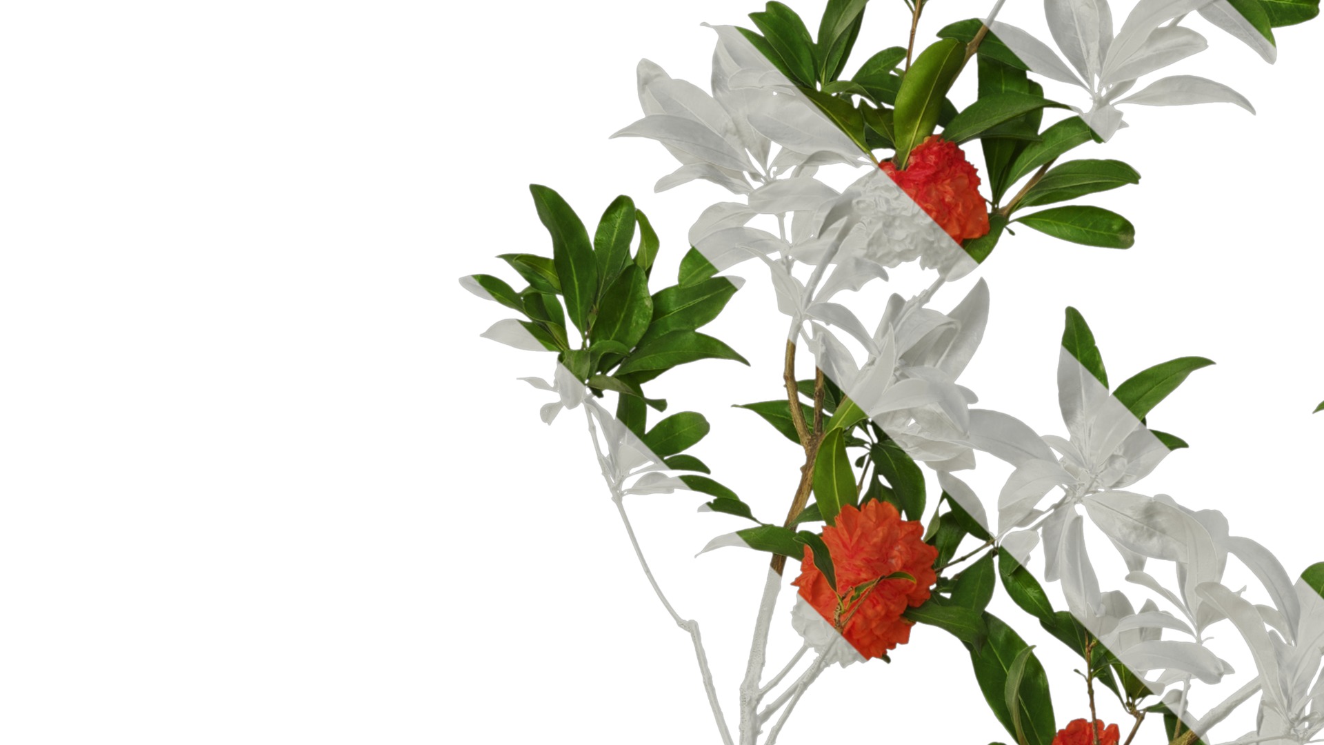 Punica granatum Low-poly 3D model_82