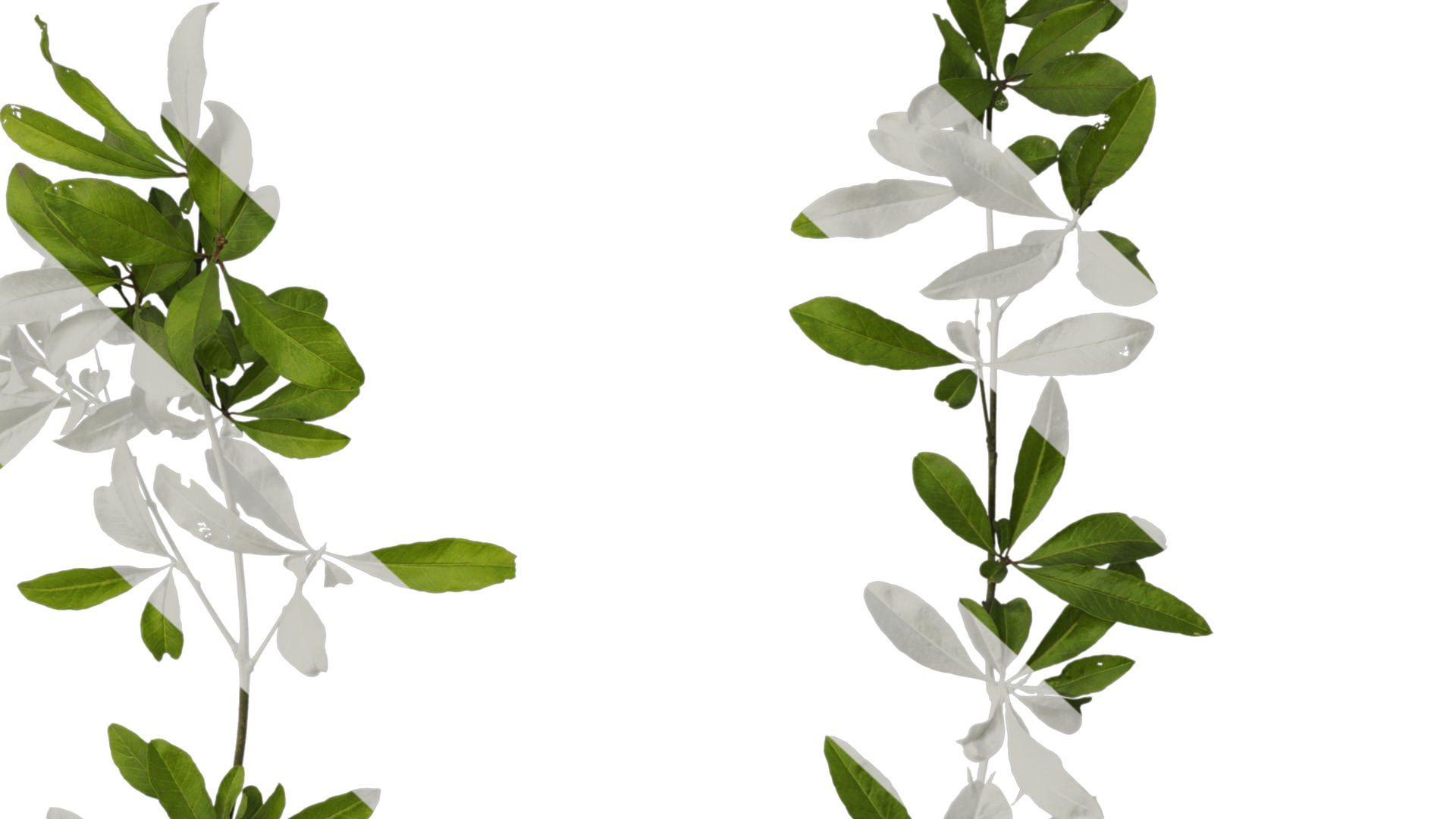 Punica granatum Low-poly 3D model_39