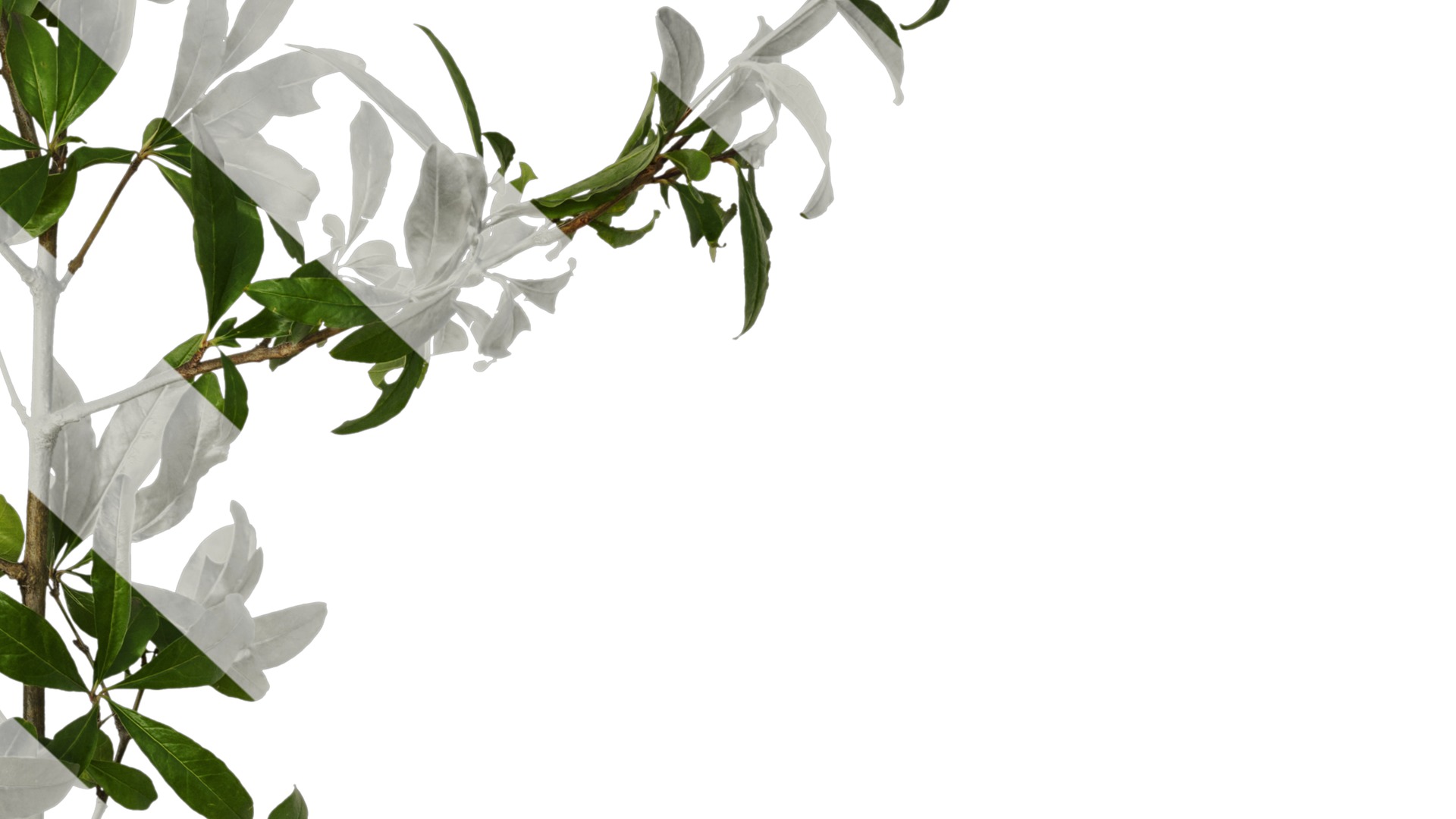 Punica granatum Low-poly 3D model_52