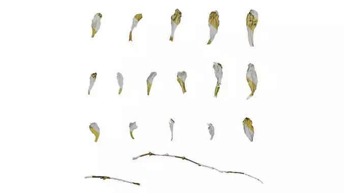 Anydrafts Dead leaves 07