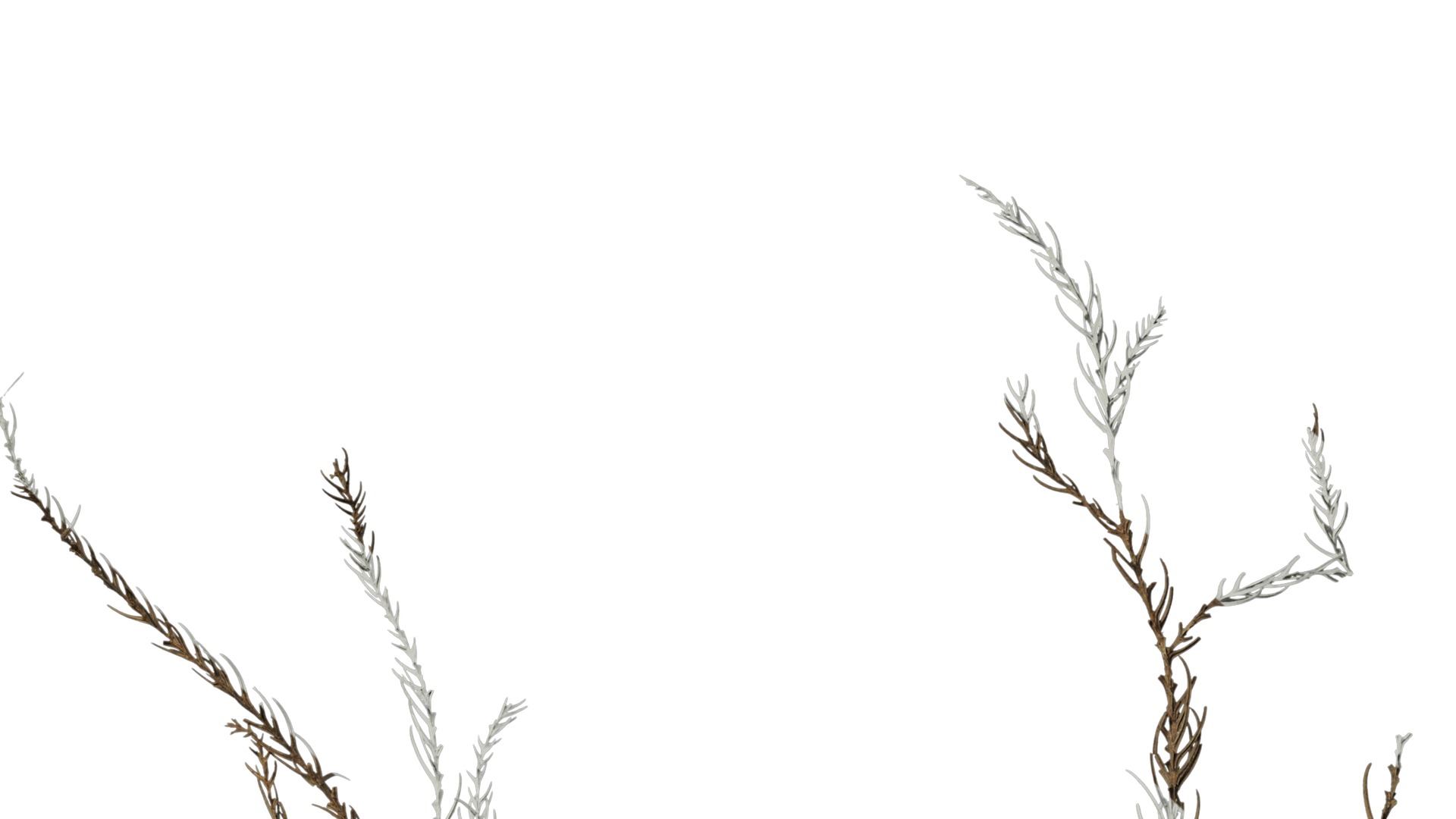 Anydrafts Dead pine needles 01 Texture_6