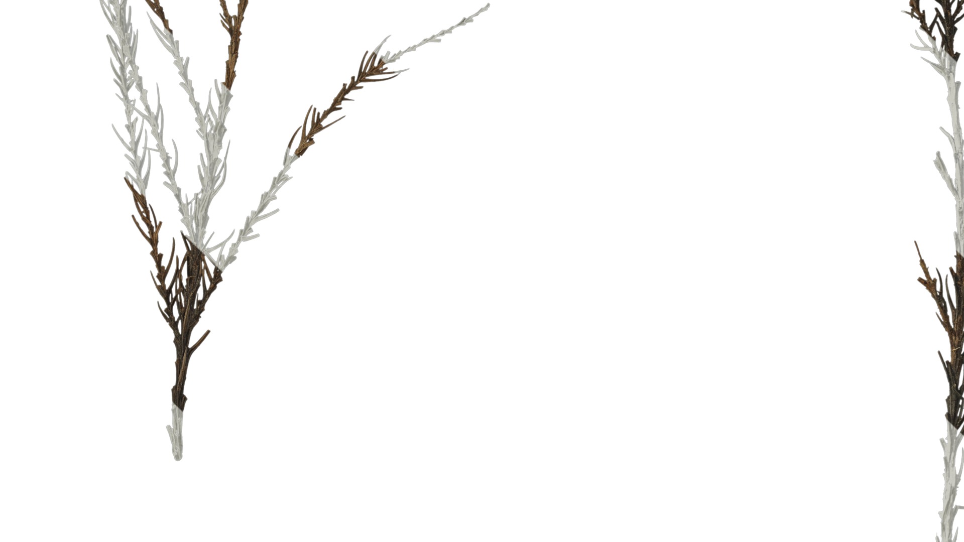 Anydrafts Dead pine needles 01 Texture_3