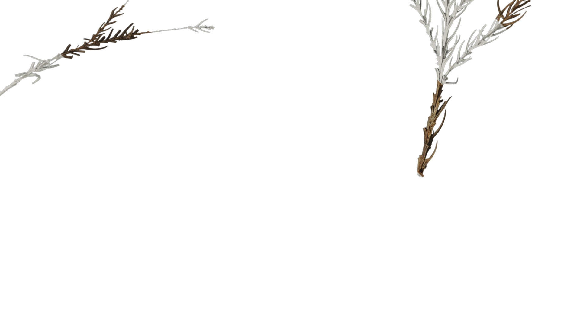 Anydrafts Dead pine needles 01 Texture_4