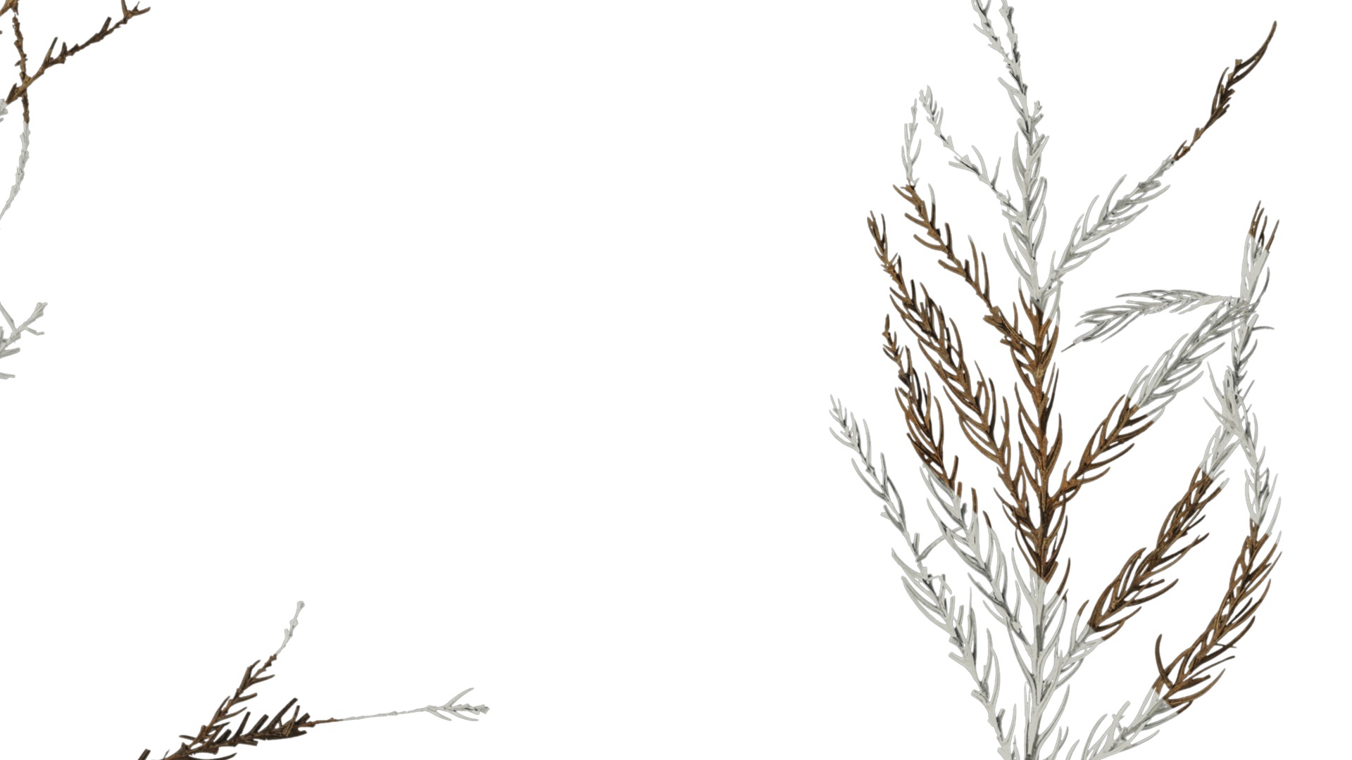 Anydrafts Dead pine needles 01 Texture_2