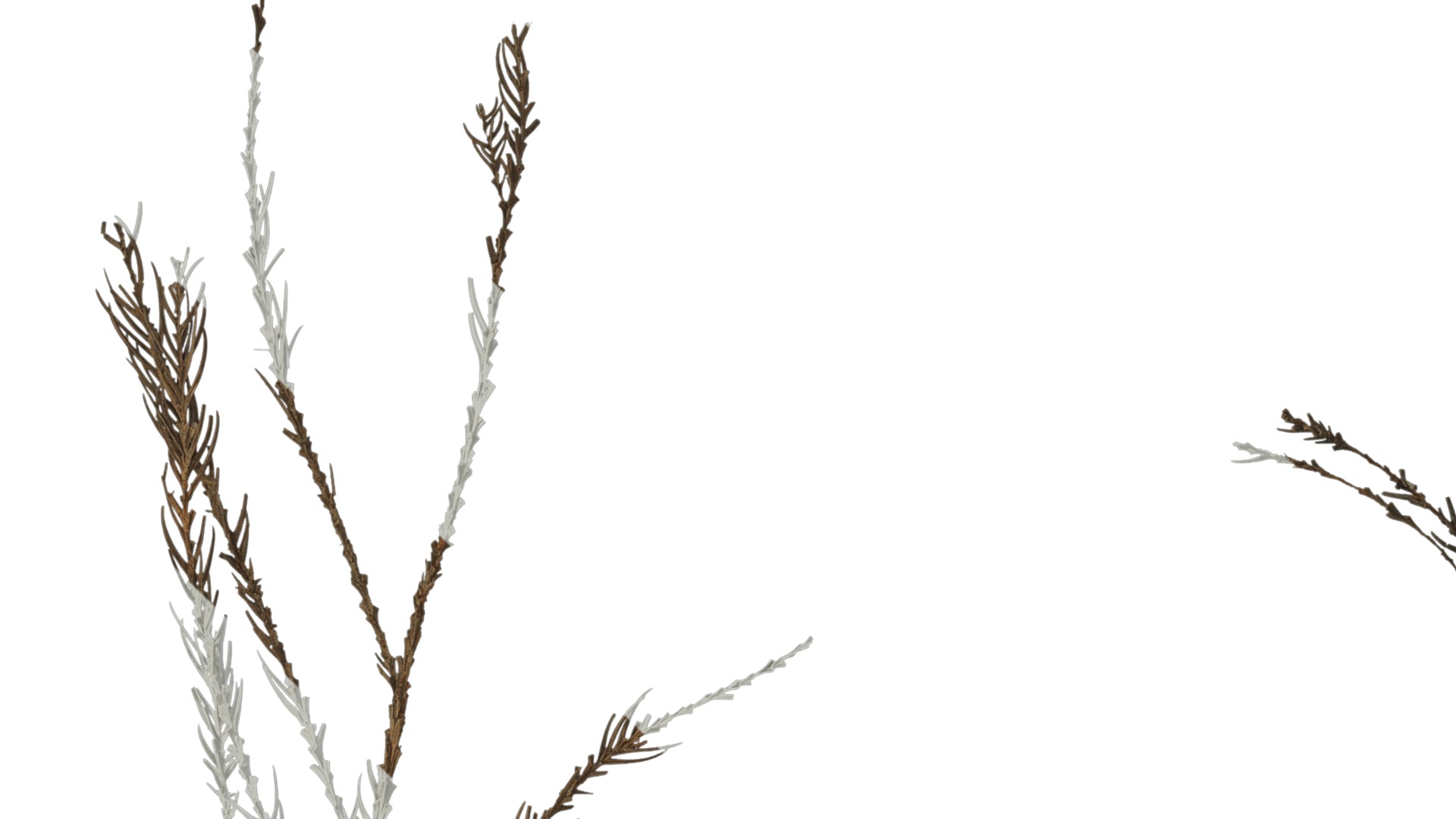 Anydrafts Dead pine needles 01 Texture_1