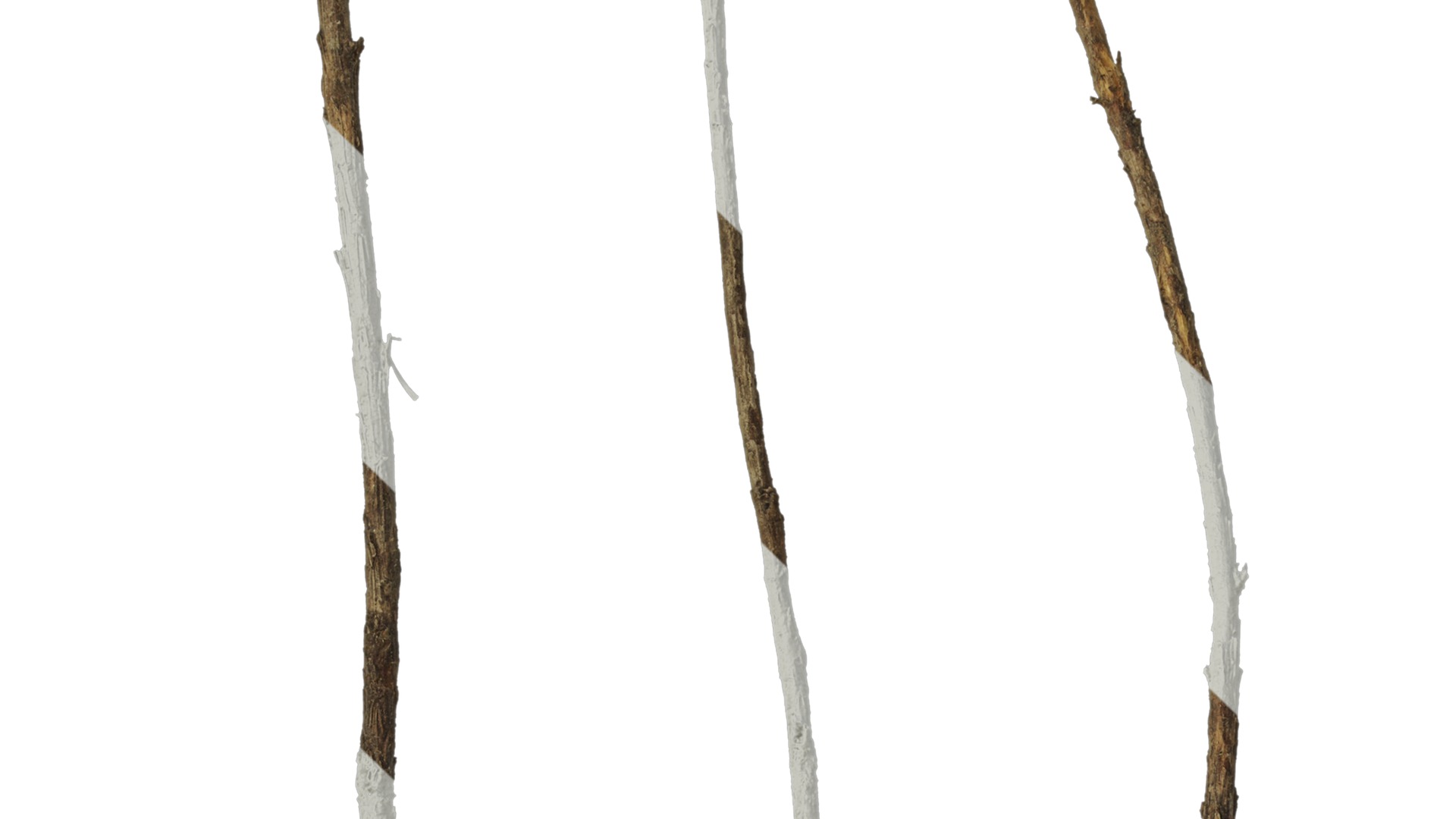 Anydrafts Dead pine needles 03 Texture_1