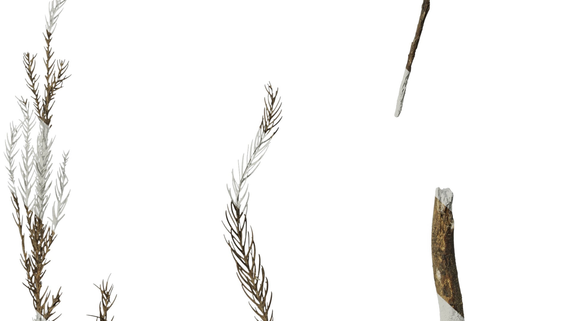 Anydrafts Dead pine needles 03 Texture_6