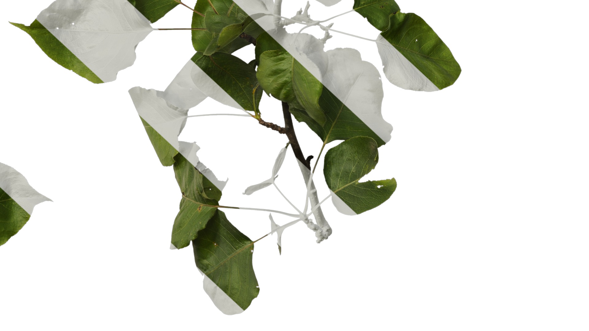 Pyrus Low-poly 3D model_46