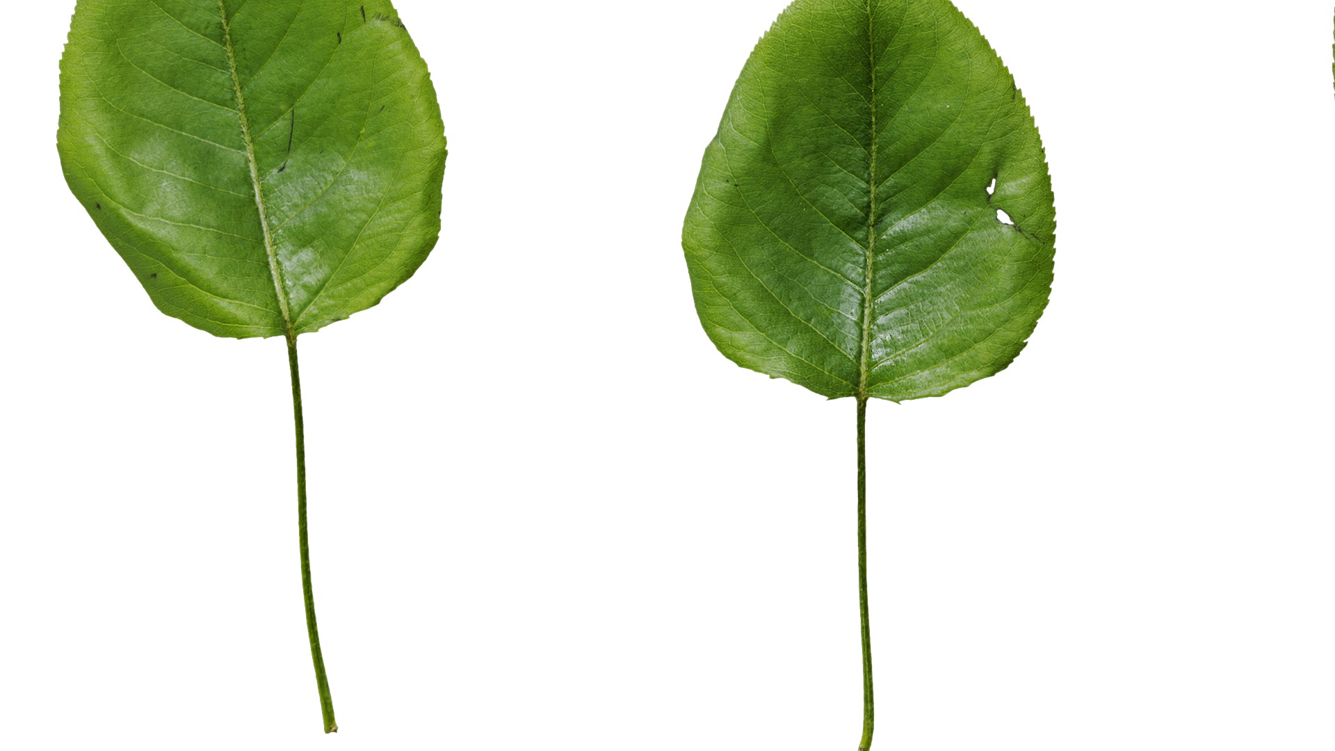 Pyrus Low-poly 3D model_29