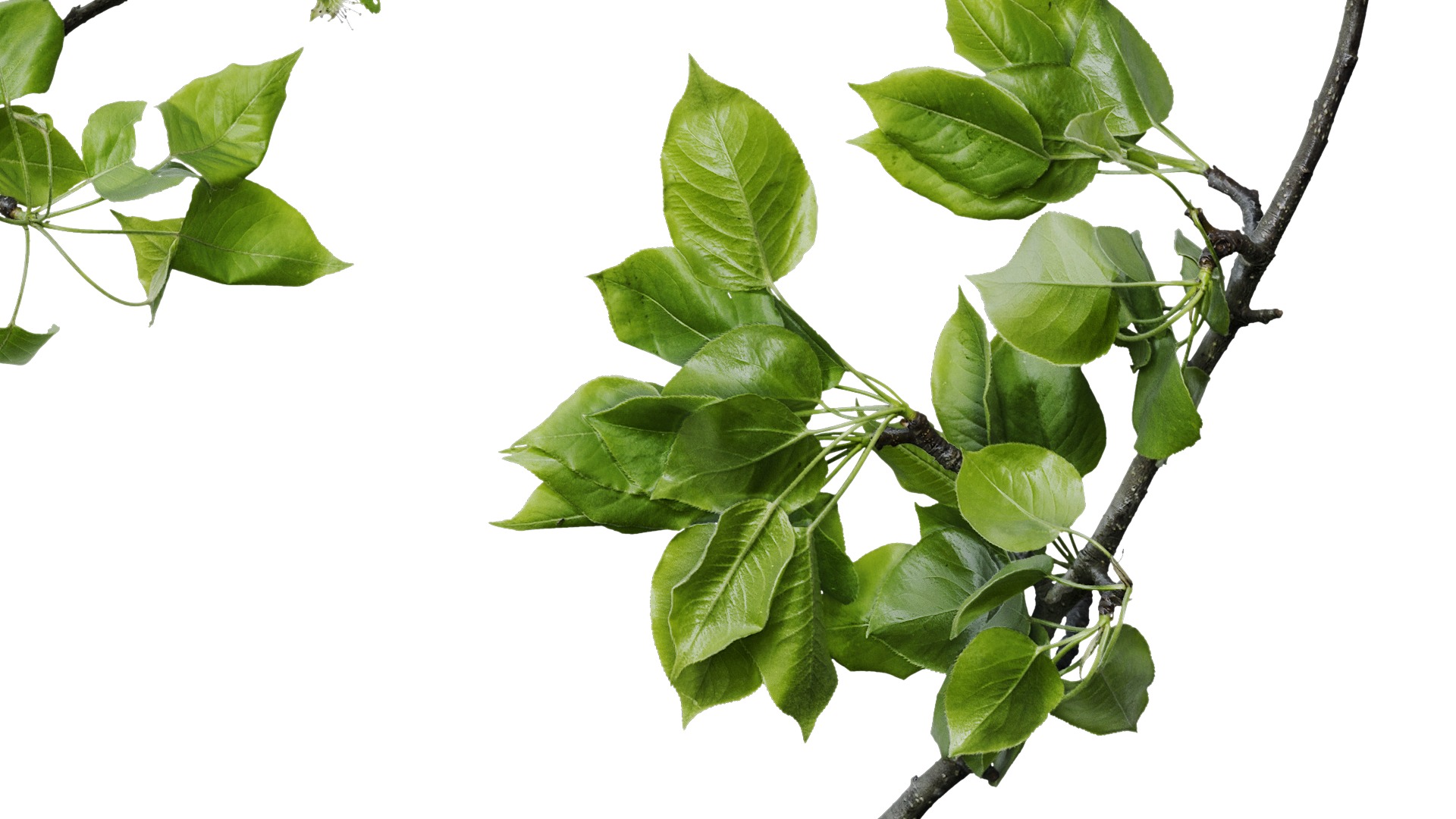 Pyrus Low-poly 3D model_19