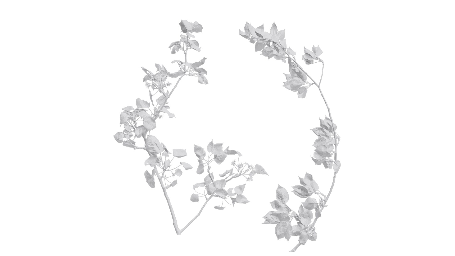 Pyrus Low-poly 3D model_20