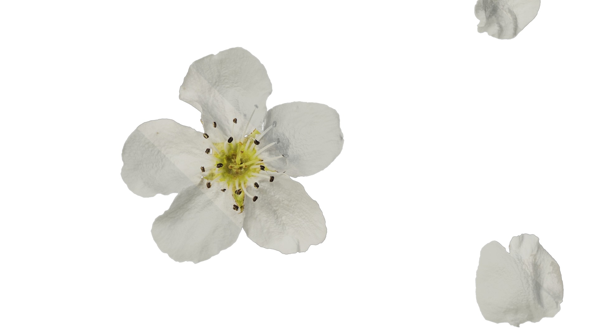 Pyrus Low-poly 3D model_73