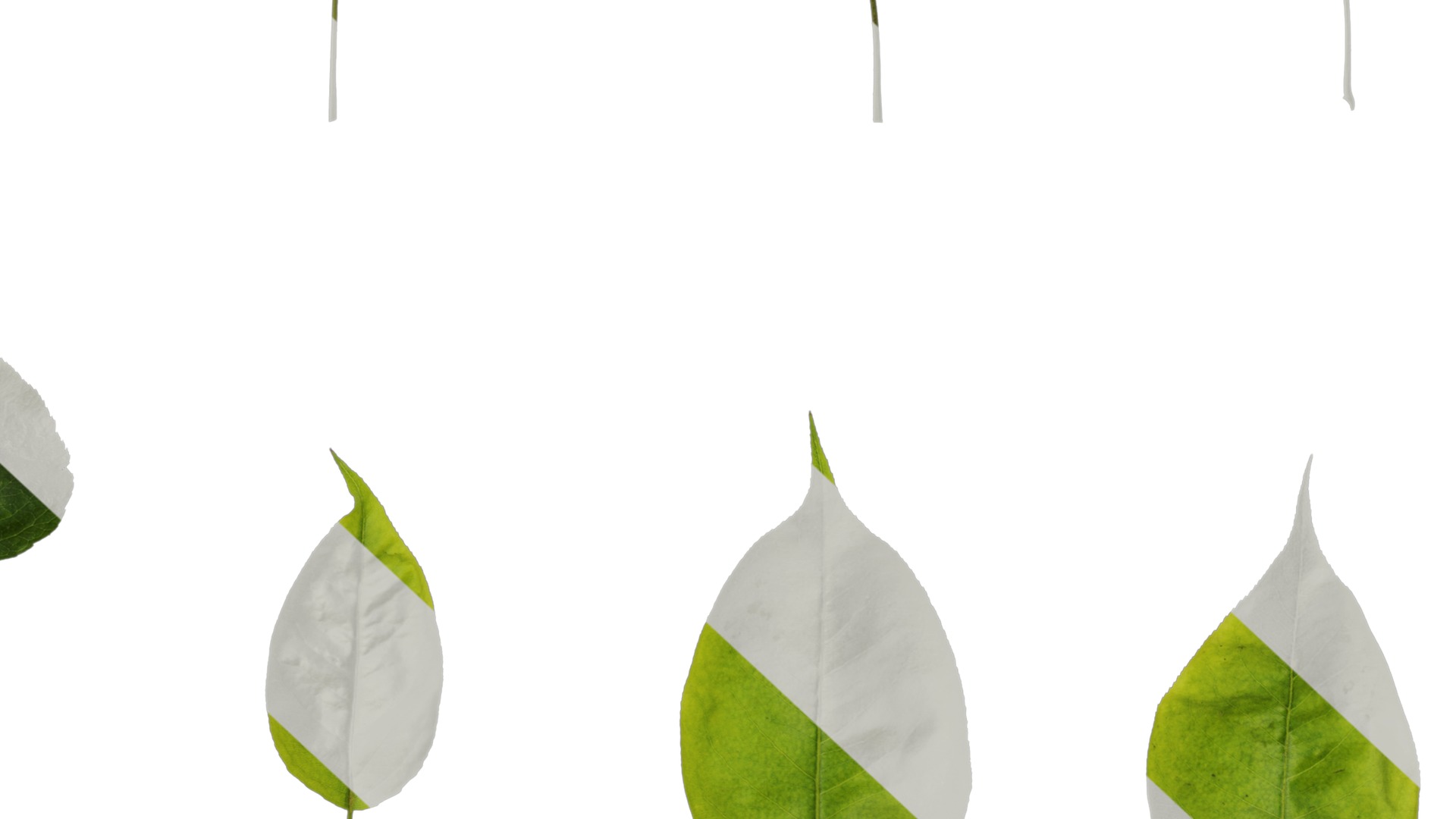 Pyrus Low-poly 3D model_94