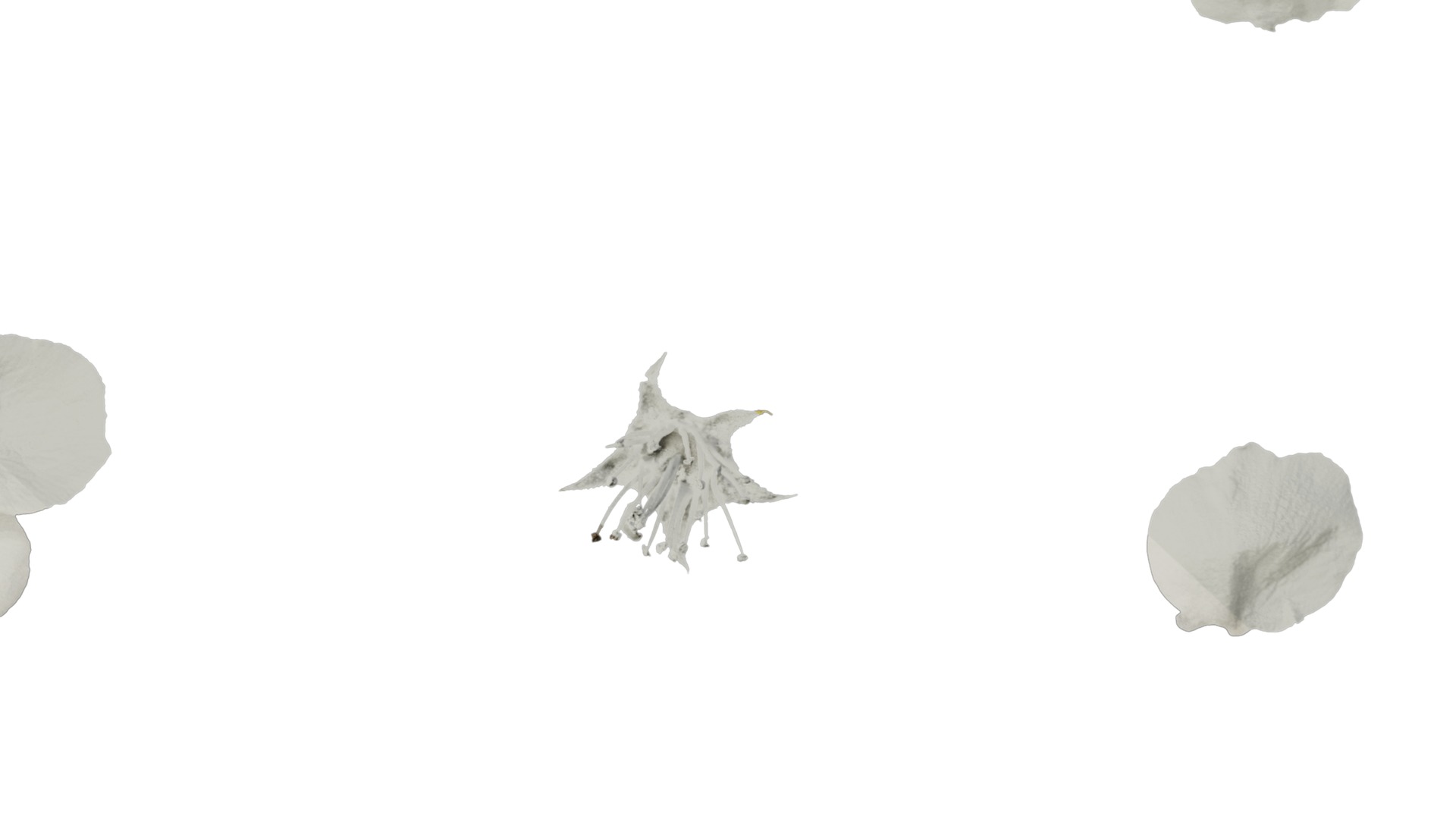 Pyrus Low-poly 3D model_75