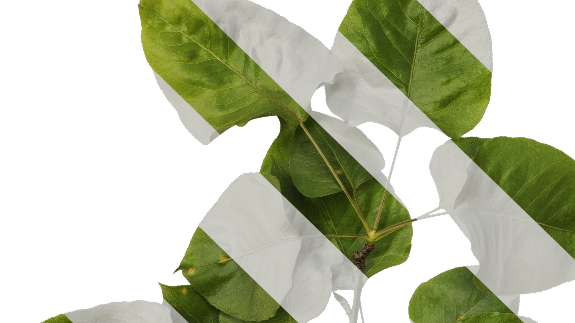 Pyrus Low-poly 3D model_52