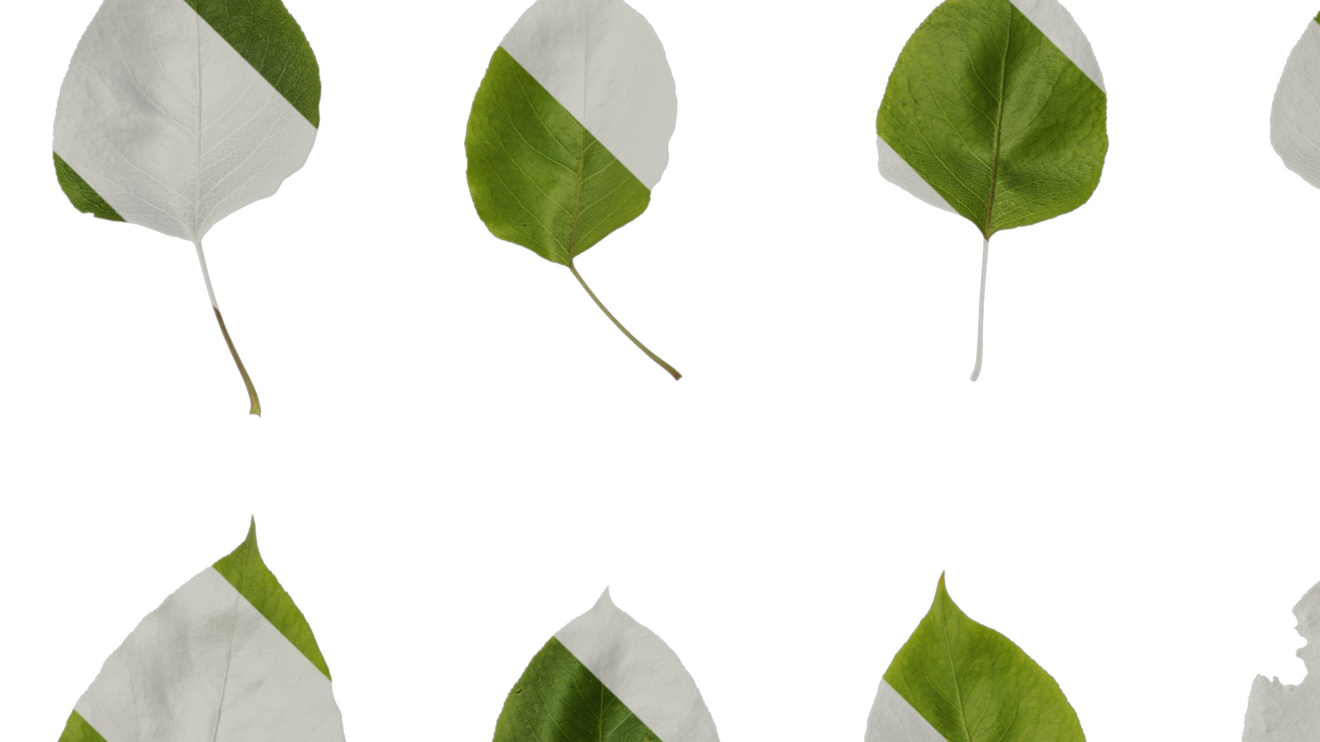 Pyrus Low-poly 3D model_107