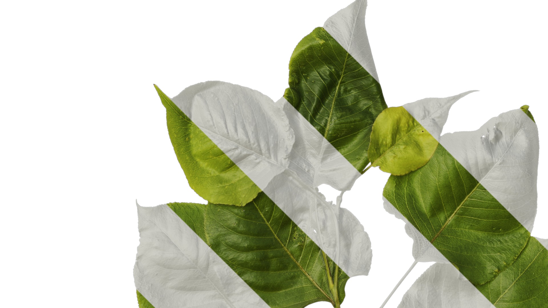 Pyrus Low-poly 3D model_51