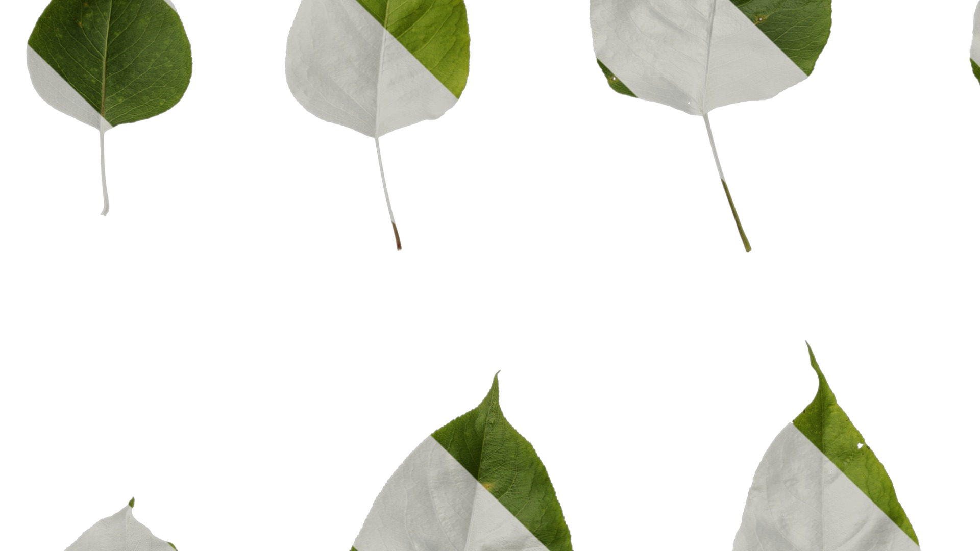 Pyrus Low-poly 3D model_111