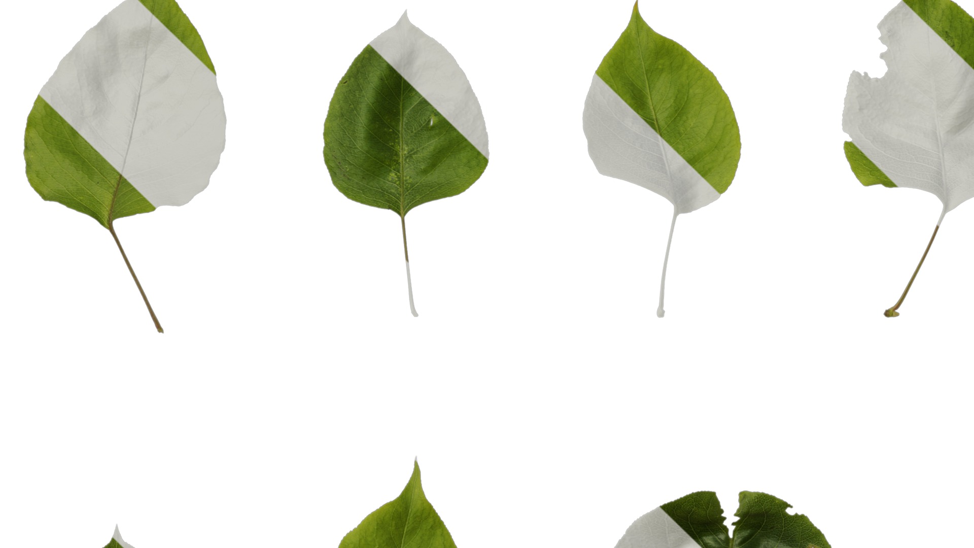 Pyrus Low-poly 3D model_109