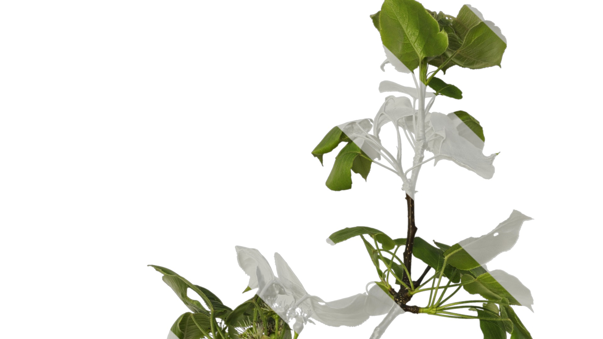 Pyrus Low-poly 3D model_22