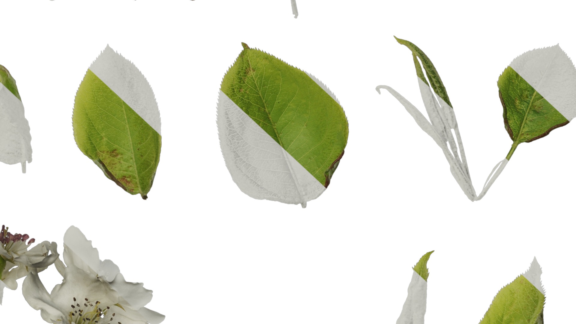 Pyrus Low-poly 3D model_8